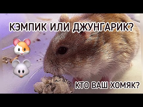 Видео: КАК ОТЛИЧИТЬ ДЖУНГАРСКОГО ХОМЯКА ОТ ХОМЯКА КЭМПБЕЛЛА?