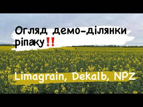 Видео: Огляд демо-ділянки ріпаку‼️ Гібриди від Limagrain, Dekalb та NPZ Lembke
