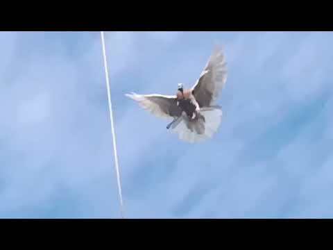 Видео: 29 октября 2025 г.