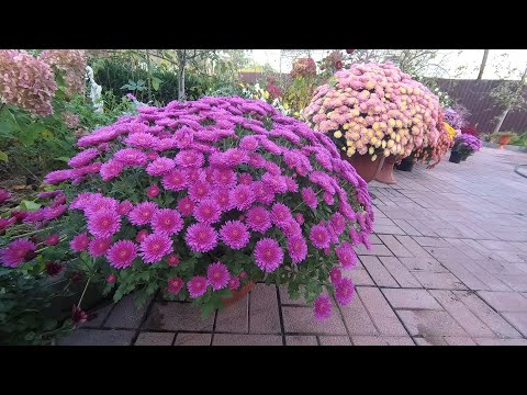 Видео: Готовим мультифлору к зиме. Срезочная хризантема