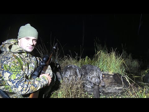 Видео: ОТКРЫЛ ОХОТУ НА ЗВЕРЯ. ДОБЫЧА БОБРА НОЧЬЮ. МНОГО ЗВЕРЯ НА ПЕРВОЙ ТОЧКЕ.