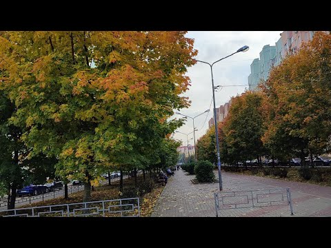 Видео: 31 октября 25 г. Засолили капусту вилками