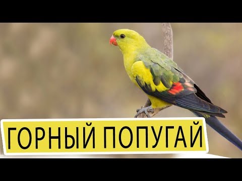 Видео: горный попугай