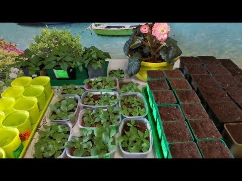 Видео: Подробное,правильное пикирование петунии 🌺