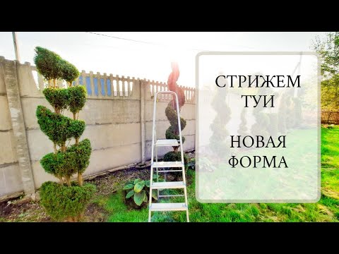 Видео: СТРИЖКА ТУИ. Новая форма для многоствольной туи