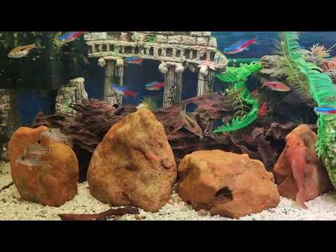 Видео: Мои аквариумы 55, 250 и 400 литров от 28.09.2025.