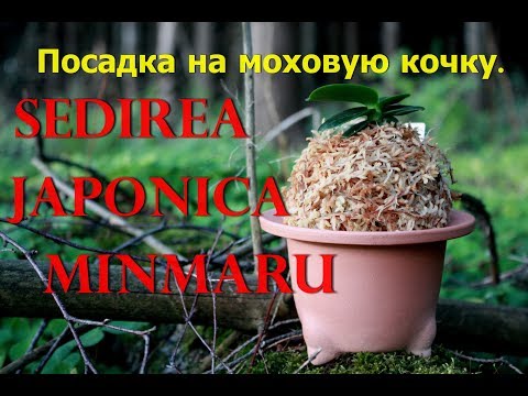 Видео: Как посадить японскую орхидею на моховую кочку .Sedirea japonica Minmaru