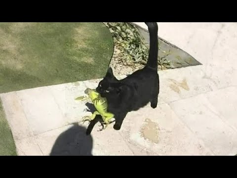 Видео: Эти забавные коты, которые вас немного удивят 😹💫 30 минут смеха