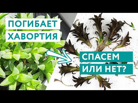 Видео: Погибает хавортия: болезнь, перелив, вредители? Что делать?