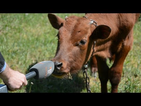 Видео: Децентралізовані. Волоське: як зробити з села Європу