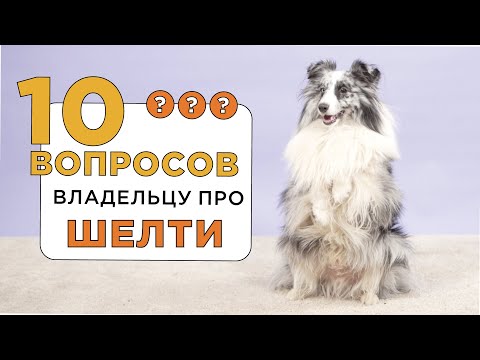 Видео: 10 вопросов о шелти (шетландская овчарка) – дрессировка, шерсть и поведение