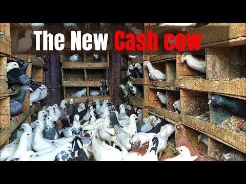 Видео: Как начать бизнес по разведению голубей в Уганде и заработать миллионы на продаже голубей