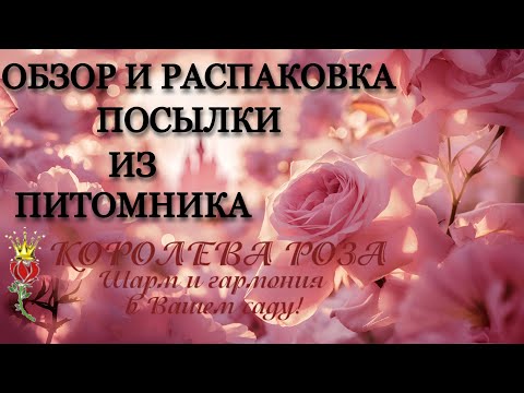 Видео: Обзор и распаковка посылки из питомника "Королева Роза"🌹👑🌹♥️