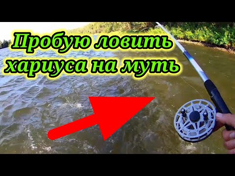 Видео: Пытаюсь Ловить 👆 хариуса на Муть. Рыбалка .