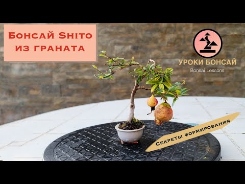 Видео: Бонсай Шито: Секреты формирования! Самый маленький бонсай. Bonsai Shito