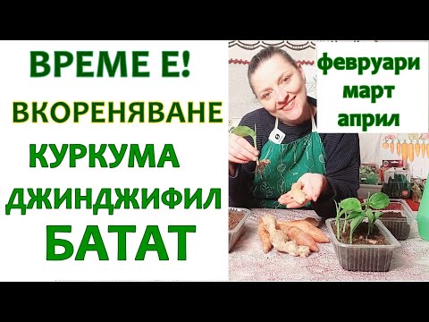 Видео: Вкореняване на куркума, джинджифил, батат от магазина за разсад. Лесно за начинаещи