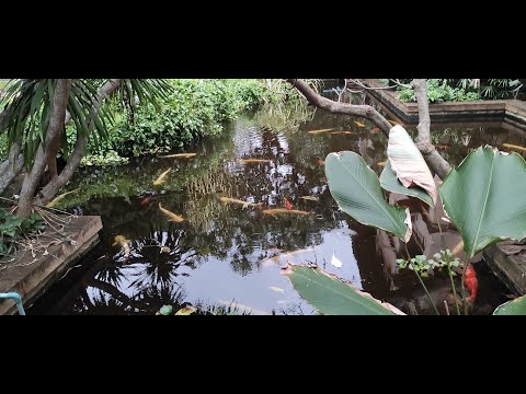 Видео: Тайланд Паттайя отеля Plumeria resort