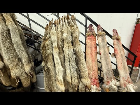 Видео: Обновление Trapline!