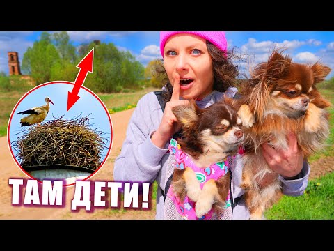 Видео: КОГО Мы Нашли с Собаками на Прогулке?! ЭПИК ВЛОГ Тренировка собак в лесу