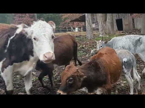 Видео: Воскресные заботы . Sunday chores.