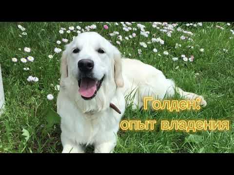 Видео: Кинолог Елена Савкова -  Мой Ретривер без прикрас или Жизнь с Голденом.