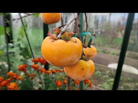 Видео: Мои экзотические растения: Хурма Джиро в контейнере 88