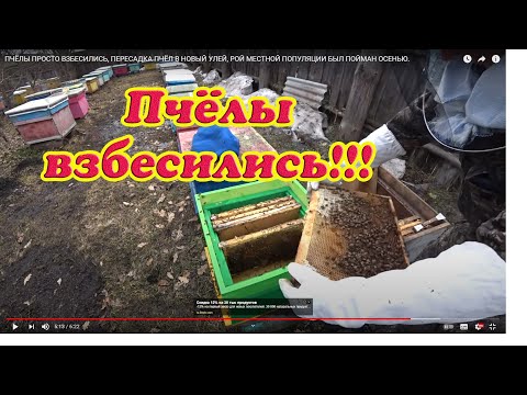 Видео: ПЧЁЛЫ ПРОСТО ВЗБЕСИЛИСЬ, ПЕРЕСАДКА ПЧЁЛ В НОВЫЙ УЛЕЙ, РОЙ МЕСТНОЙ ПОПУЛЯЦИИ БЫЛ ПОЙМАН ОСЕНЬЮ.