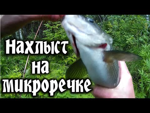 Видео: Нахлыст хариус.  Рыбалка в Карелии. Grayling fly fishing