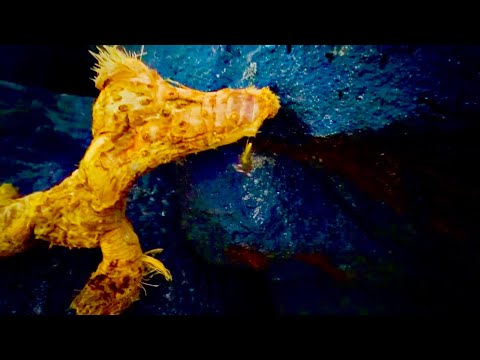 Видео: СКОРО ДОМОЙ! Пошла к океану и нашла носушонка)))