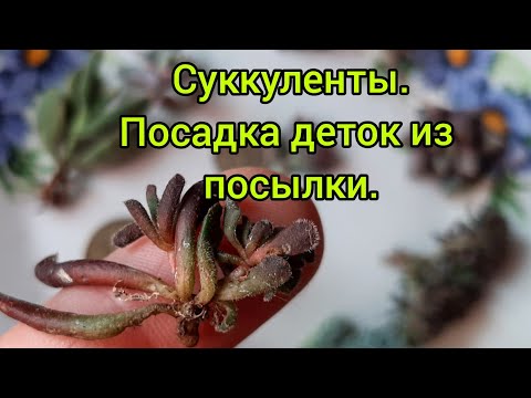 Видео: Суккуленты.Посадка деток из посылки.