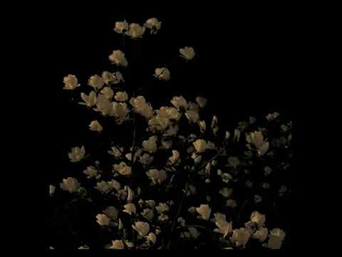 Видео: Ollane, Miyagi, Andy Panda - Я талисманом буду верным непременно(slowed ReMix).