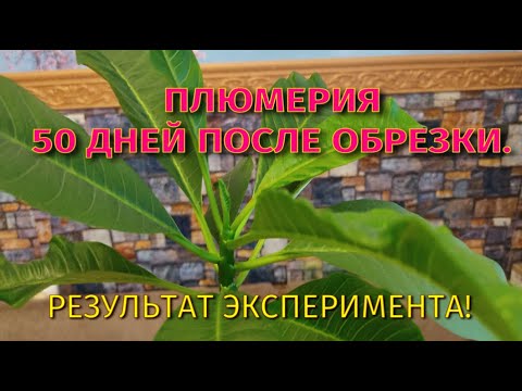 Видео: Плюмерия 50 дней после обрезки. Результат. Ч3.
