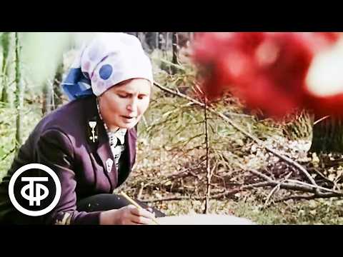 Видео: Молодая тайга. Документальный фильм (1977)