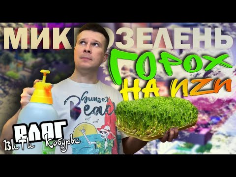 Видео: Горох Микрозелень без субстрата