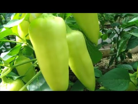 Видео: Перцев столько, что их невозможно сосчитать! Невероятная завязываемость!