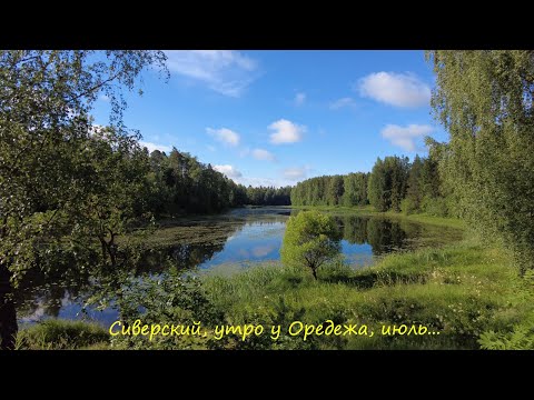 Видео: Сиверский, утро у Оредежа, июль...