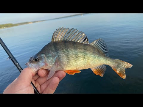 Видео: Как поймать много рыбы? Мормышинг на большой реке