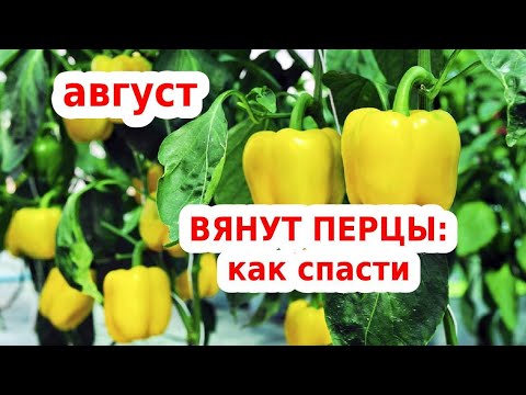 Видео: Почему вянут Перцы и как их лечить .