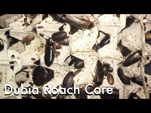 Видео: Как разводить тараканов Дубия