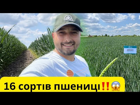 Видео: Пшениця. Огляд демо поля‼️