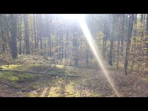 Видео: Лучи осеннего солнца в золотом лесу...26.10 2025 г 