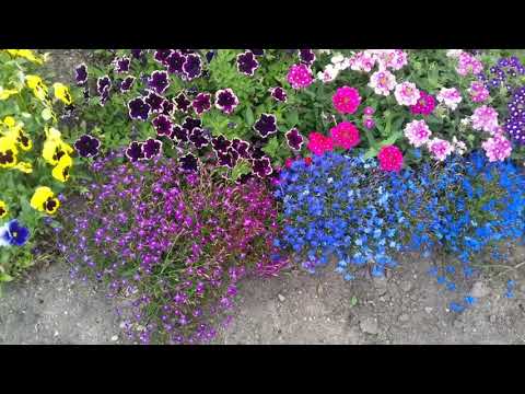 Видео: Лобелия на моем участке