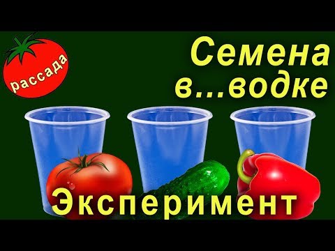Видео: Замачивание семян в водке перед посадкой