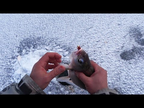 Видео: ЛУЧШЕЕ МЕСТО ДЛЯ ЗИМНЕЙ РЫБАЛКИ !!!! МАНЫЧ 2023
