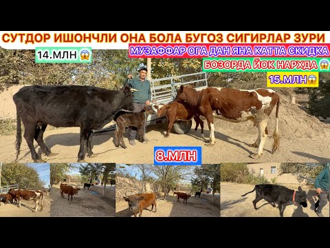 Видео: МАНА БОЗОРДА ЙОК НАРХДА СУТДОР ОНА БОЛА БУГОЗ СИГИРЛАР ЗУРИ МУЗАФФАР ОГАДАН КАТТА СКИДКА 25-октябрь