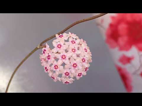 Видео: Хойя AH 250 первое цветение. Hoya AH 250