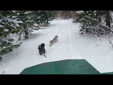 Видео: На каракате обновляю путь.