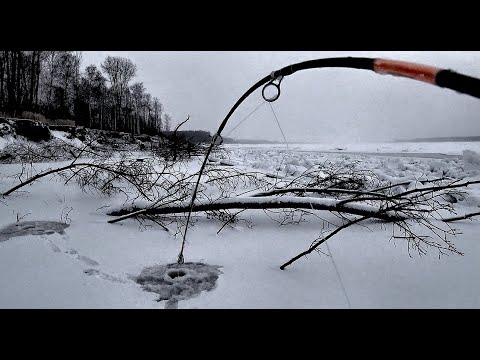 Видео: ШОКИРУЮЩИЙ МОНСТР НЕ ЛЕЗЕТ В ЛУНКУ!! Первый лед на Оби. Трофейная рыбалка.Крупный окунь.