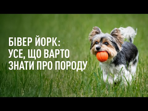 Видео: Бівер Йорк: усе, про що ви не знали
