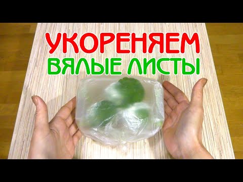 Видео: Укореняем вялые листы фиалки | Восстановление тургора | Советы по уходу за фиалками | Мои фиалки #28